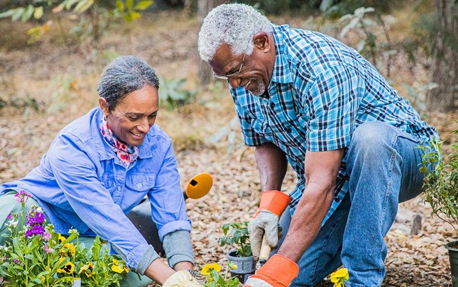 Senior African American Couple Planting In Garden