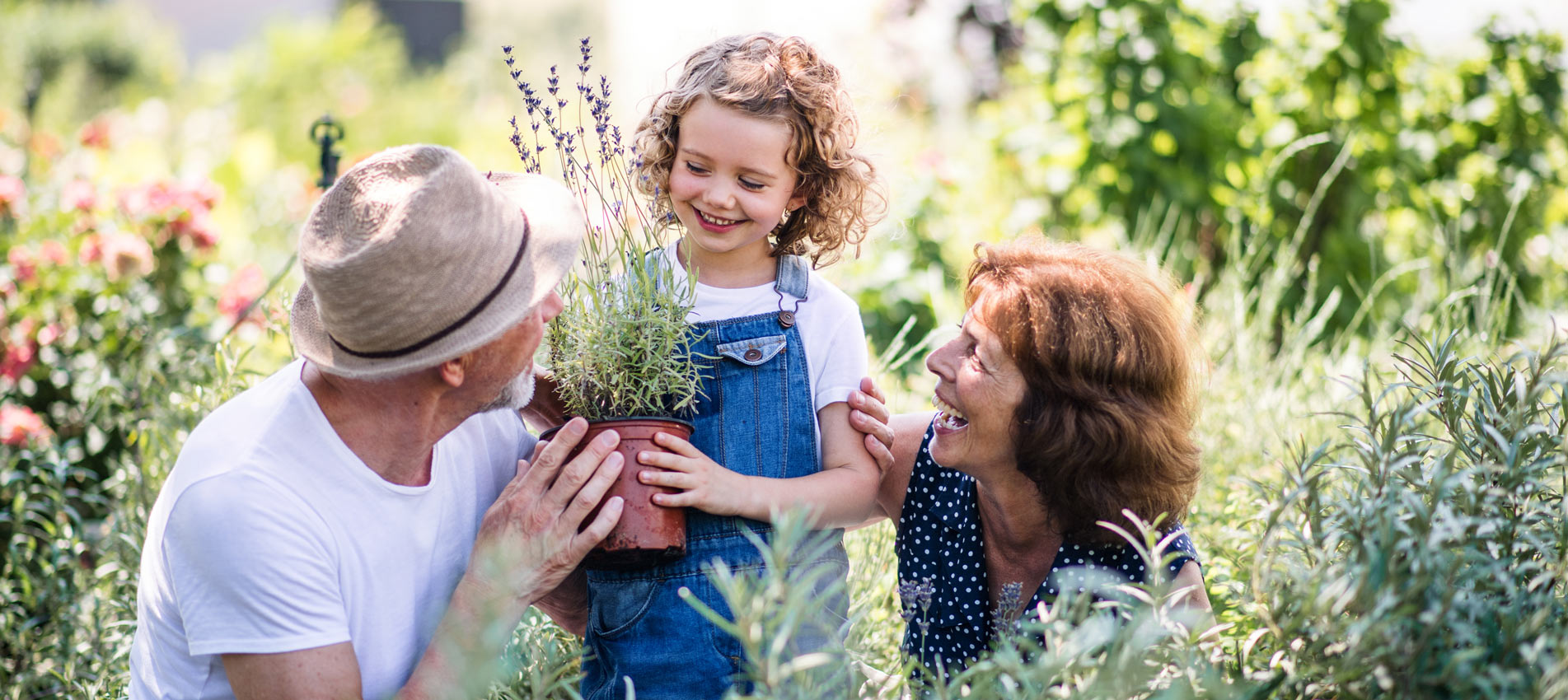 Senior Grandparents And Granddaughter Gardening In The Backyard Garden